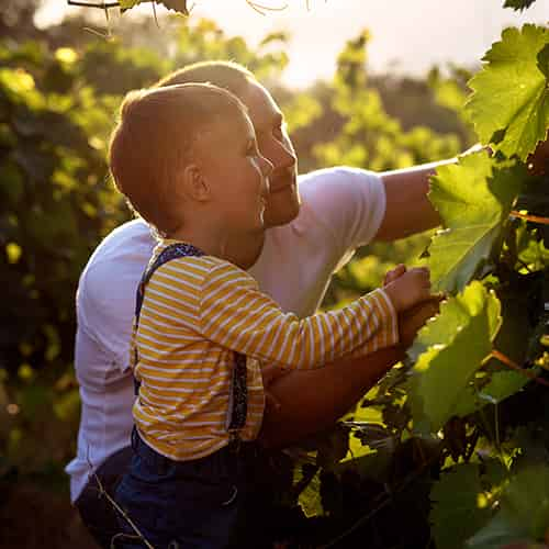 Camping Aude - Gastronomie et Oenotourisme